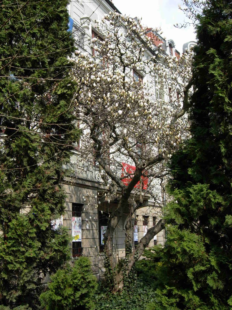 WROCŁAW  RONDO  MAGNOLIA