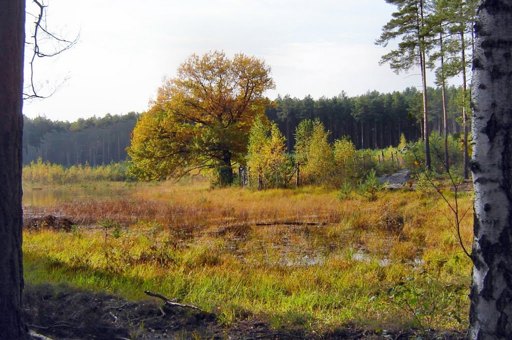 Bagna jesienią