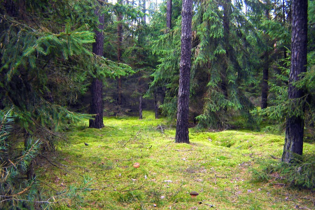 Las świerkowy