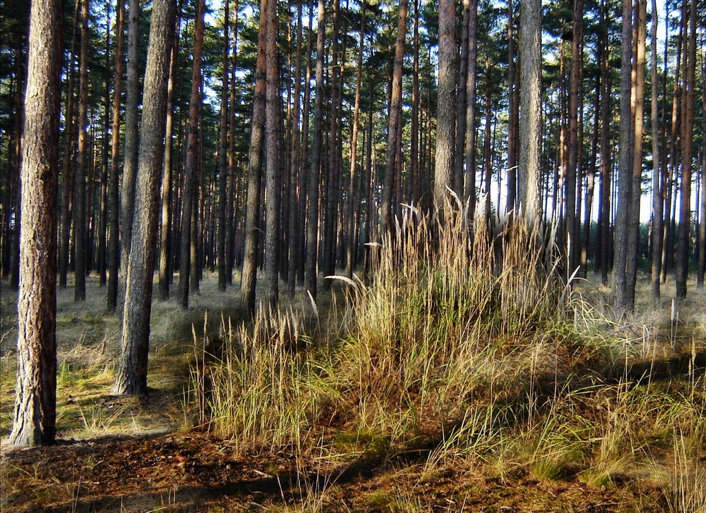 Kępa traw w sosnowym lesie