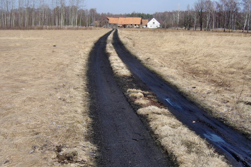 Droga z lasu