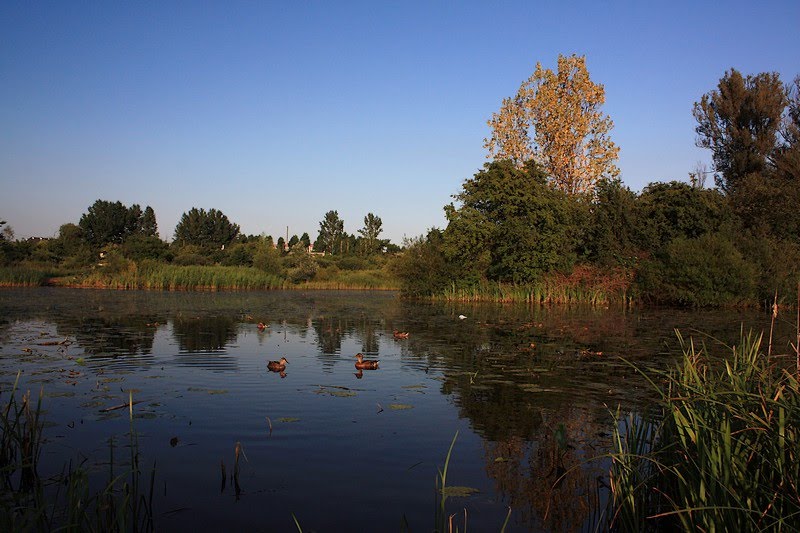 Gdzie kaczki mieszkają (Kąpielisko Kormoran)