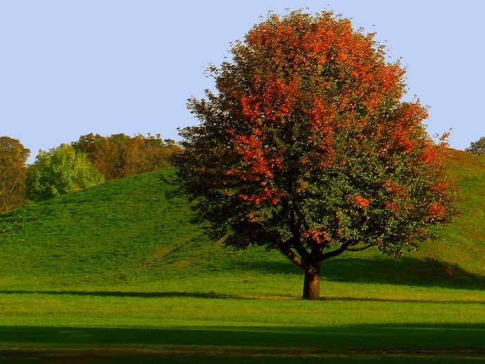 Jesień idzie przez park