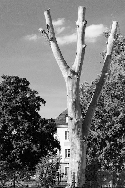 Naked tree in Oława