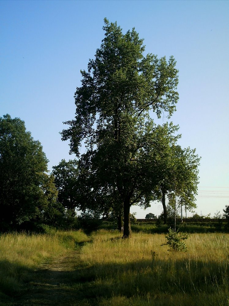 Tulipanowiec na Polanie