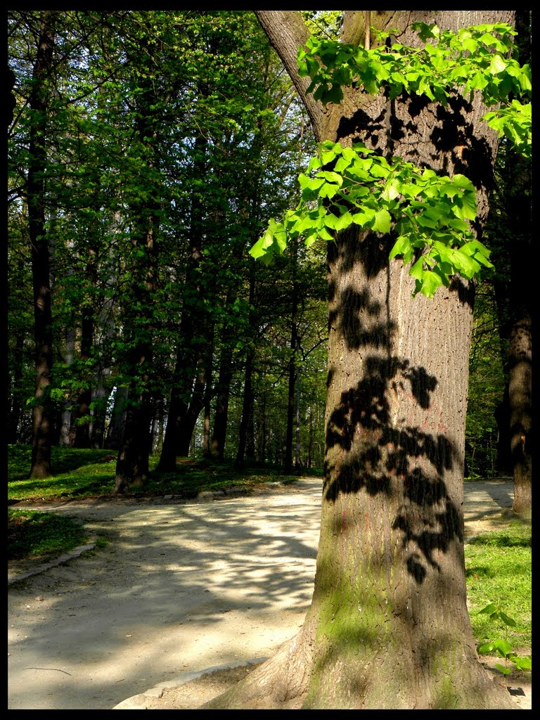 Park Sikorskiego - Świdnca (2011)