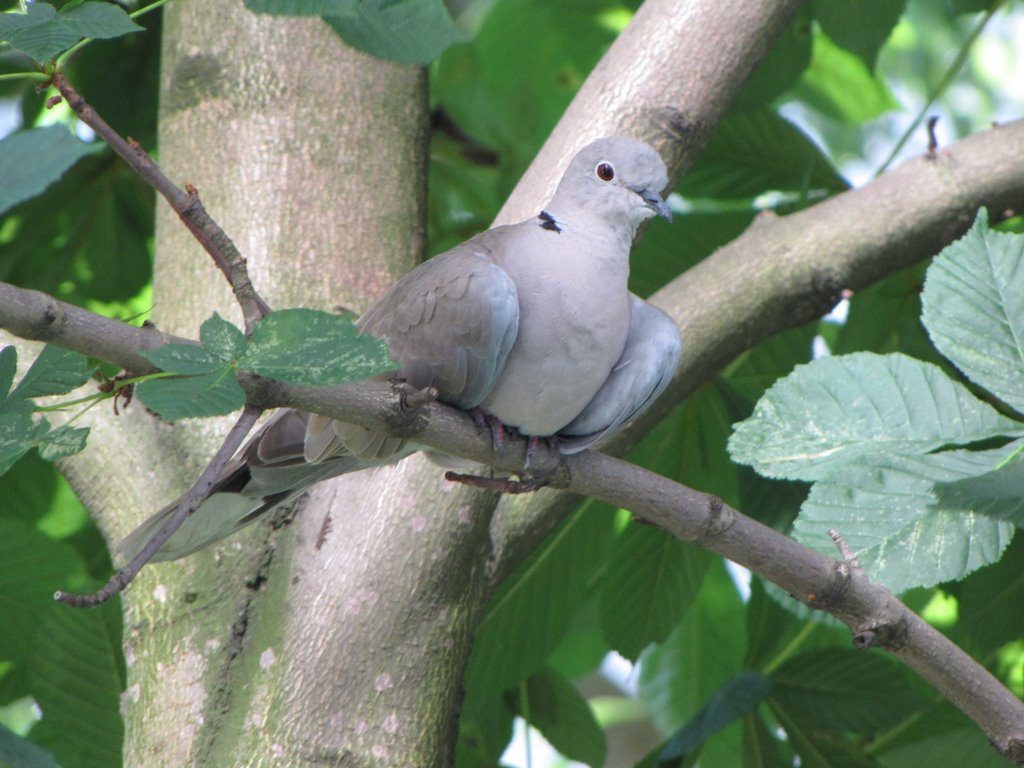 Pigeon