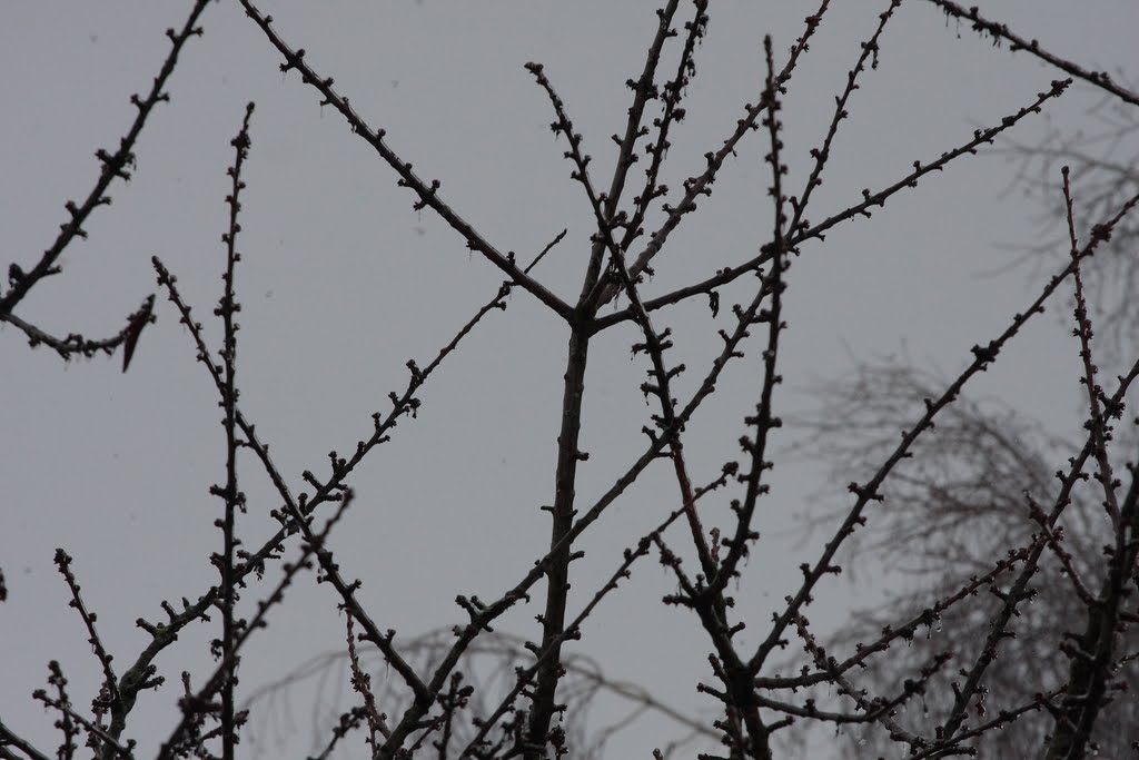 Święta 2010-12-25