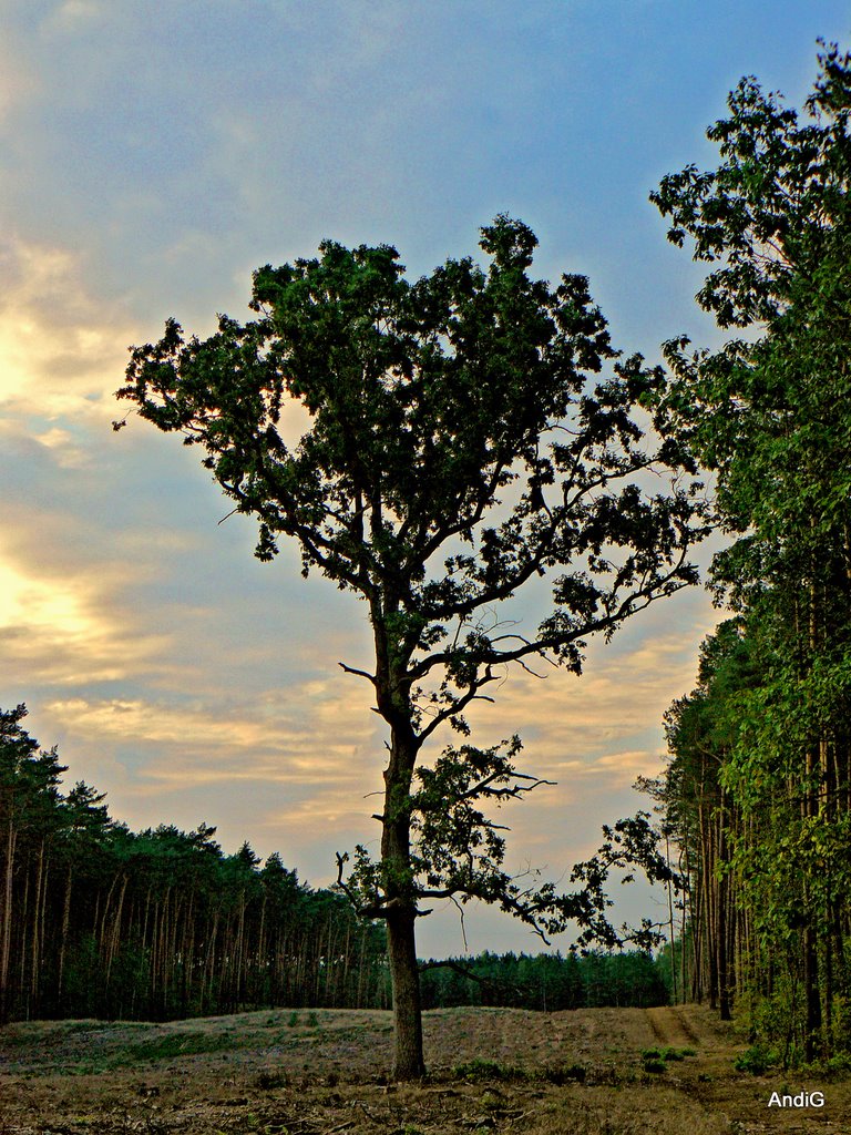Sunsettree