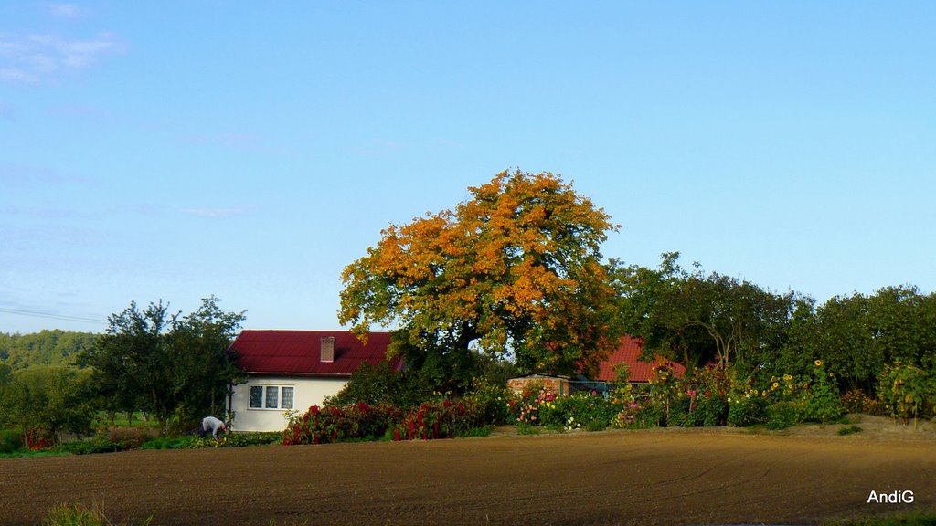 Wielka Nieszawka - Autumns Colors