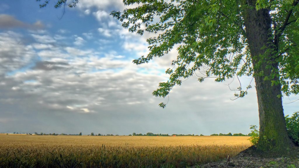 zbożny cel promieni słonecznych
