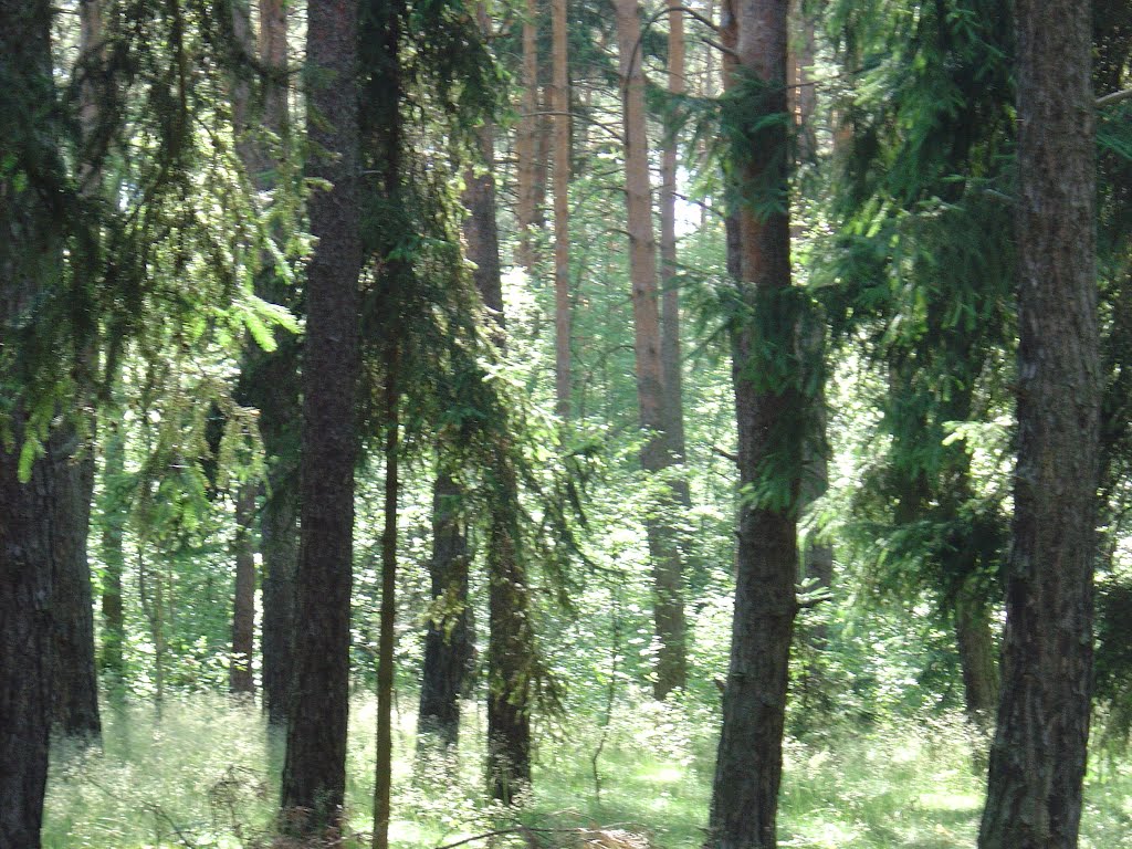 Barbarka
