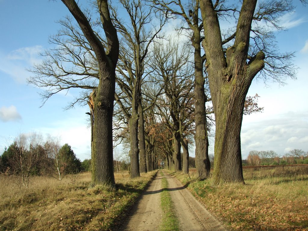 Krosno Odrzańskie