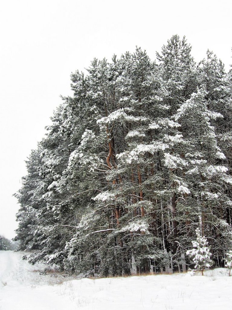 Winter Landscape - Mostki