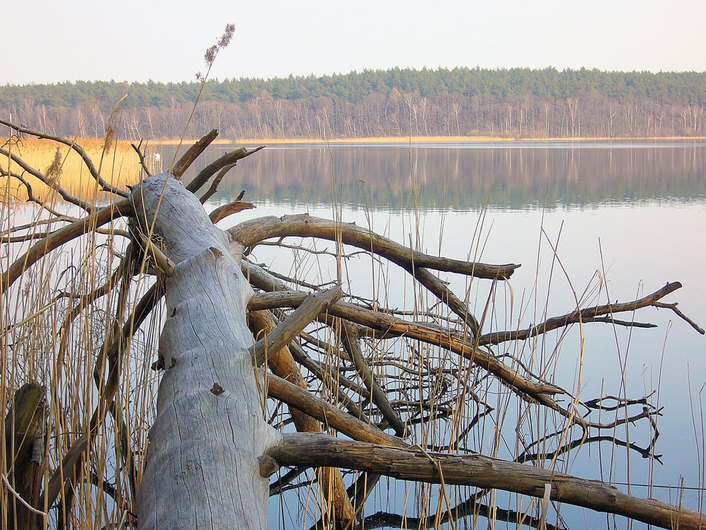 Niesłysz