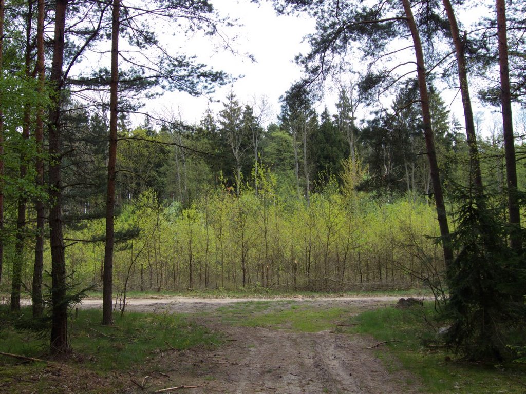 Droga leśna