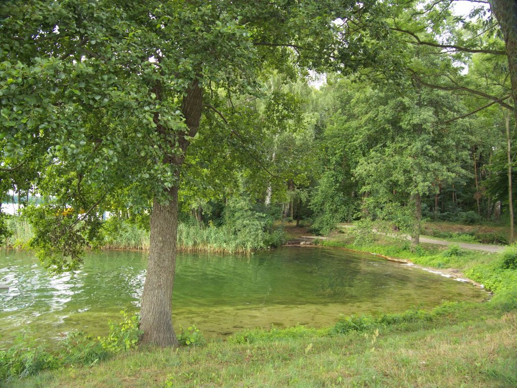 Niesulice