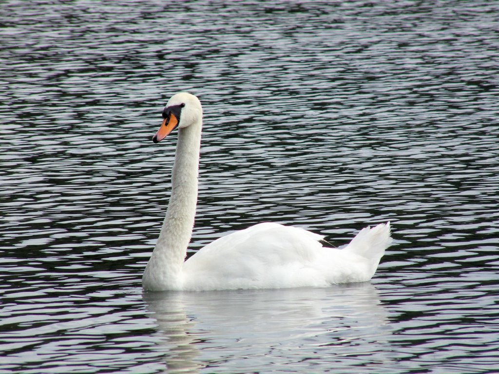 Łabądź