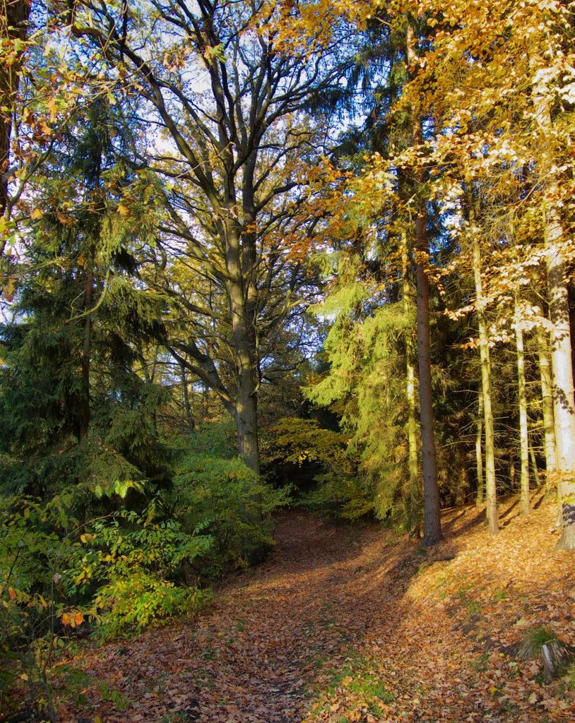Jesień - HDR