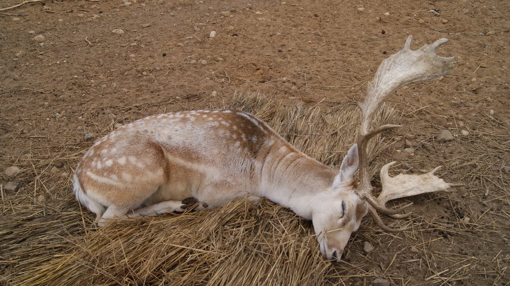 Обідній сон.Siesta