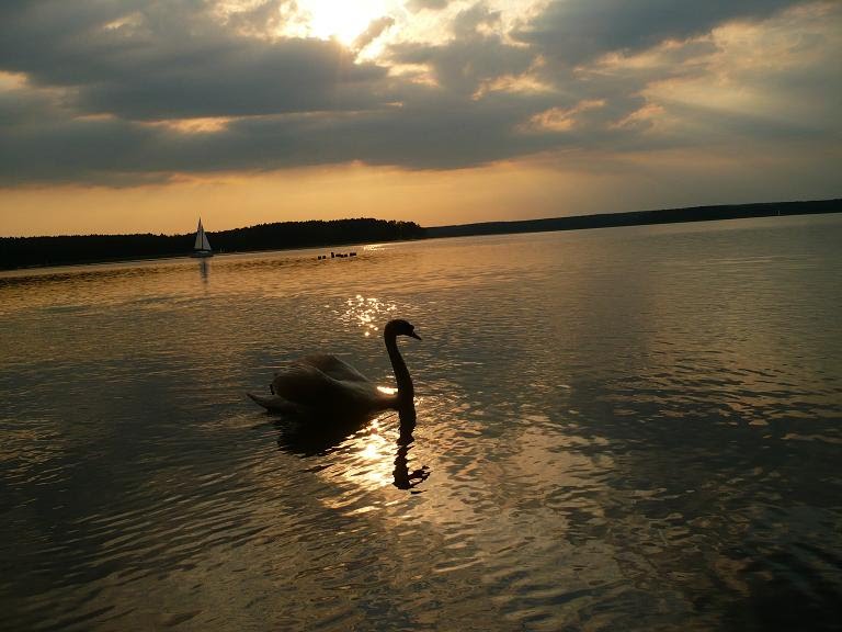 swam..searching this second one