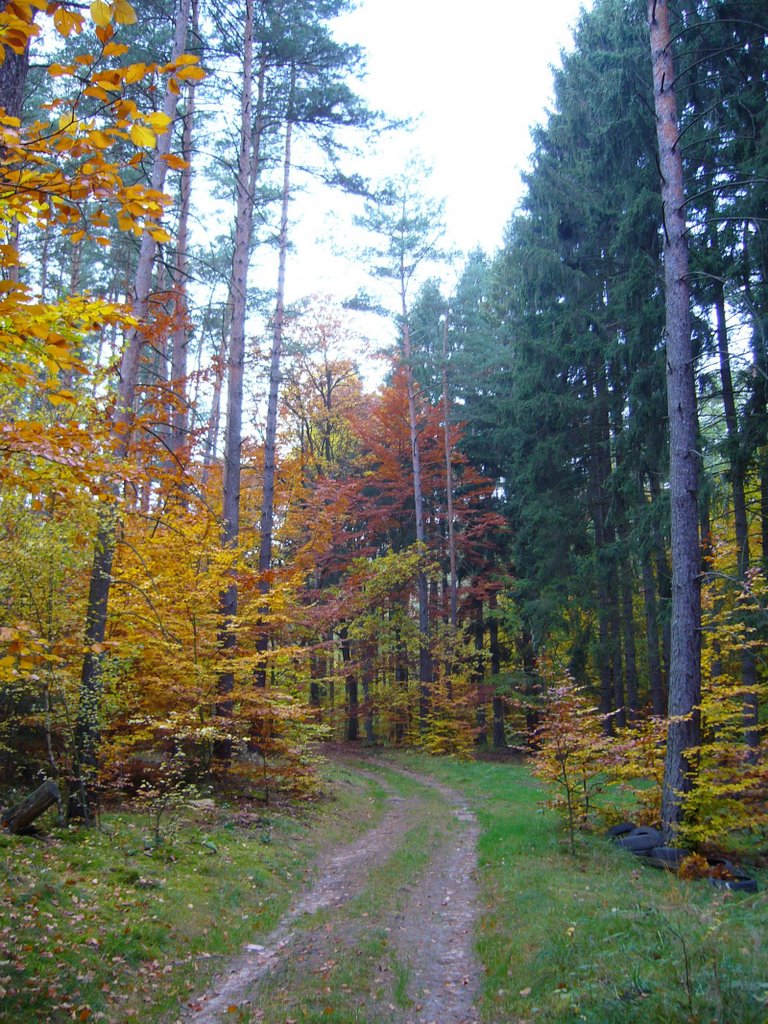 Las jesienią