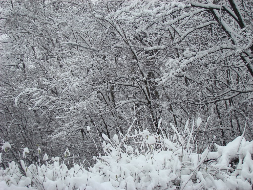Zima 4