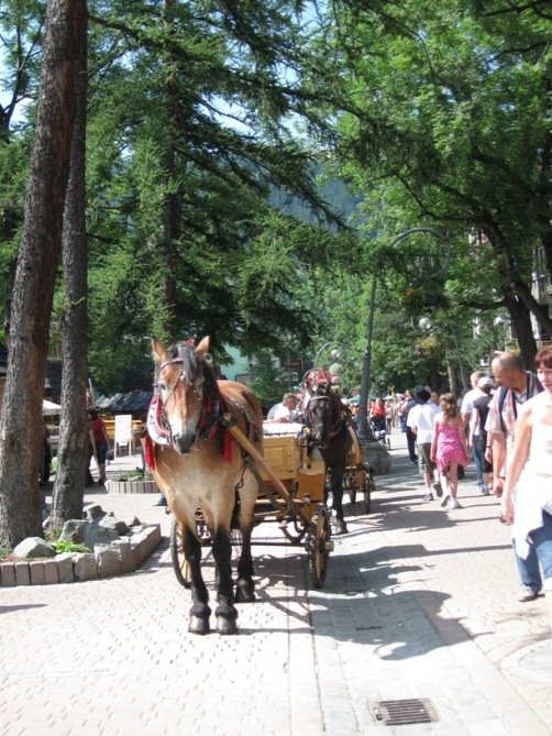 Zakopane, postój dorożek na Krupówkach