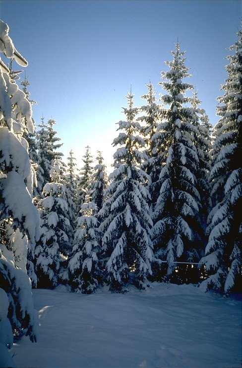 Tannen im Schnee bei Zakopane