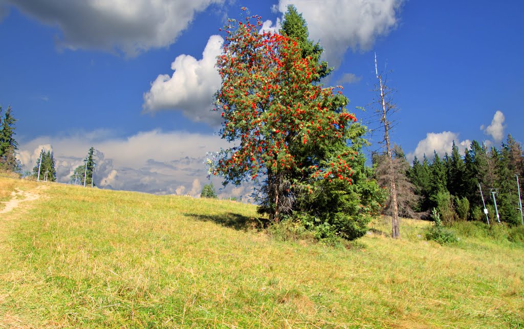 Mountain ash tree