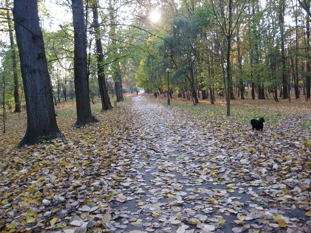 Oświęcim park jesienia