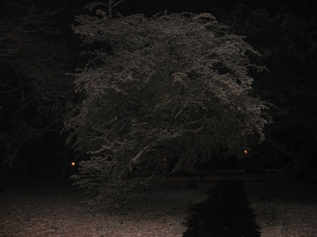 Oświęcim - Staszica park