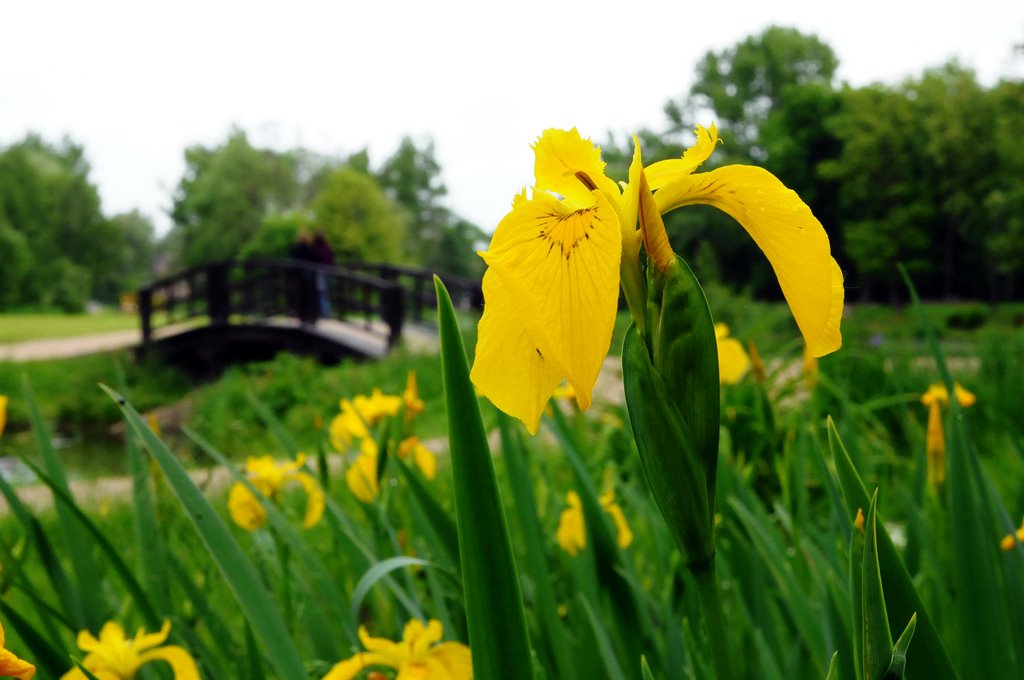 Wiosenny Kwiat / Spring Flower