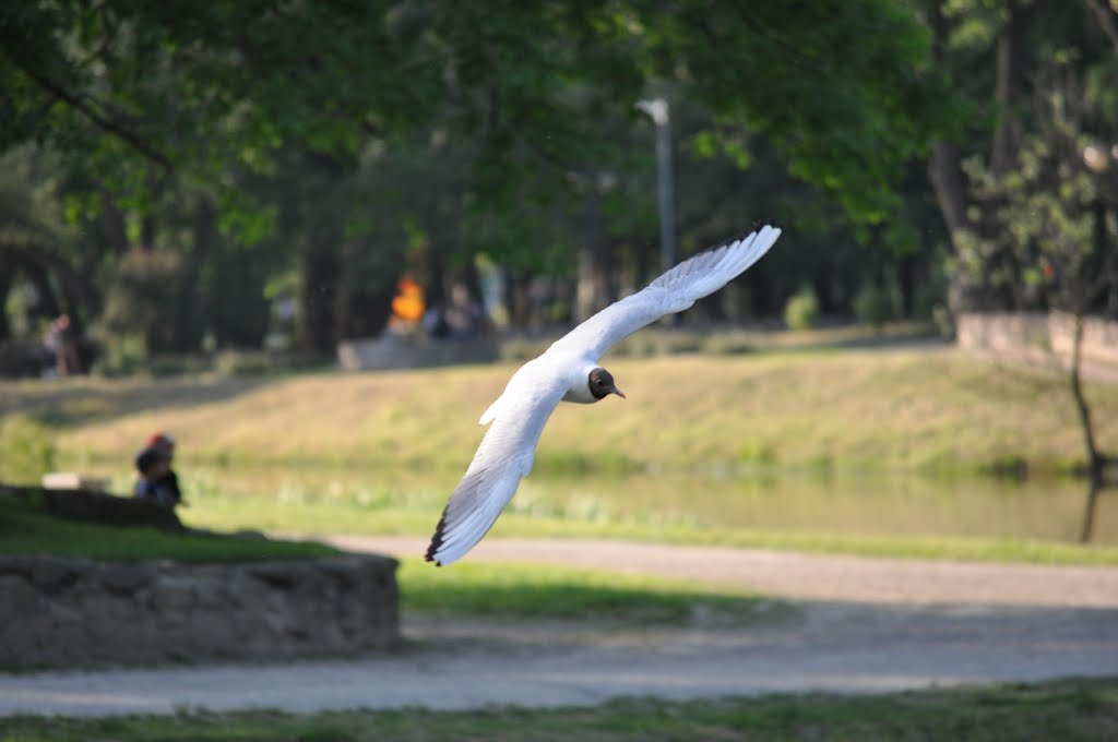 RYBITWA
