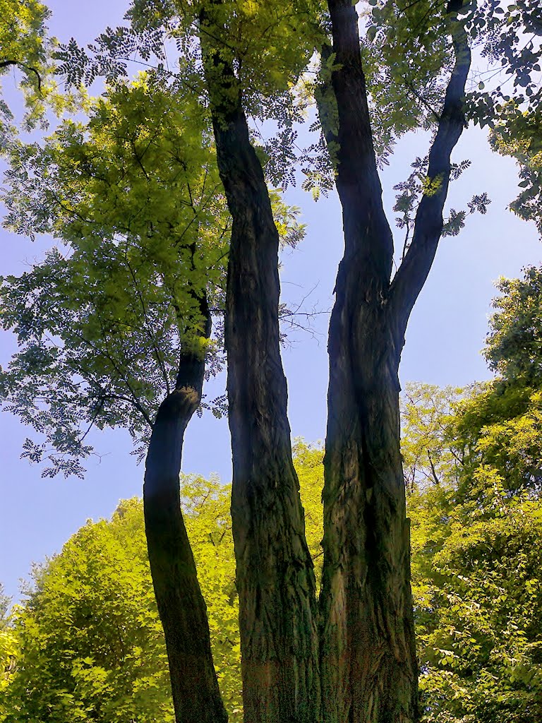 Skawina - Municipal Park