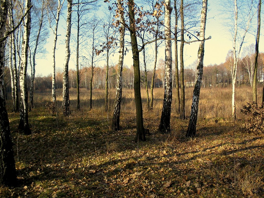 Wołomin . Widok na  bagienko  11-XI-2003r.