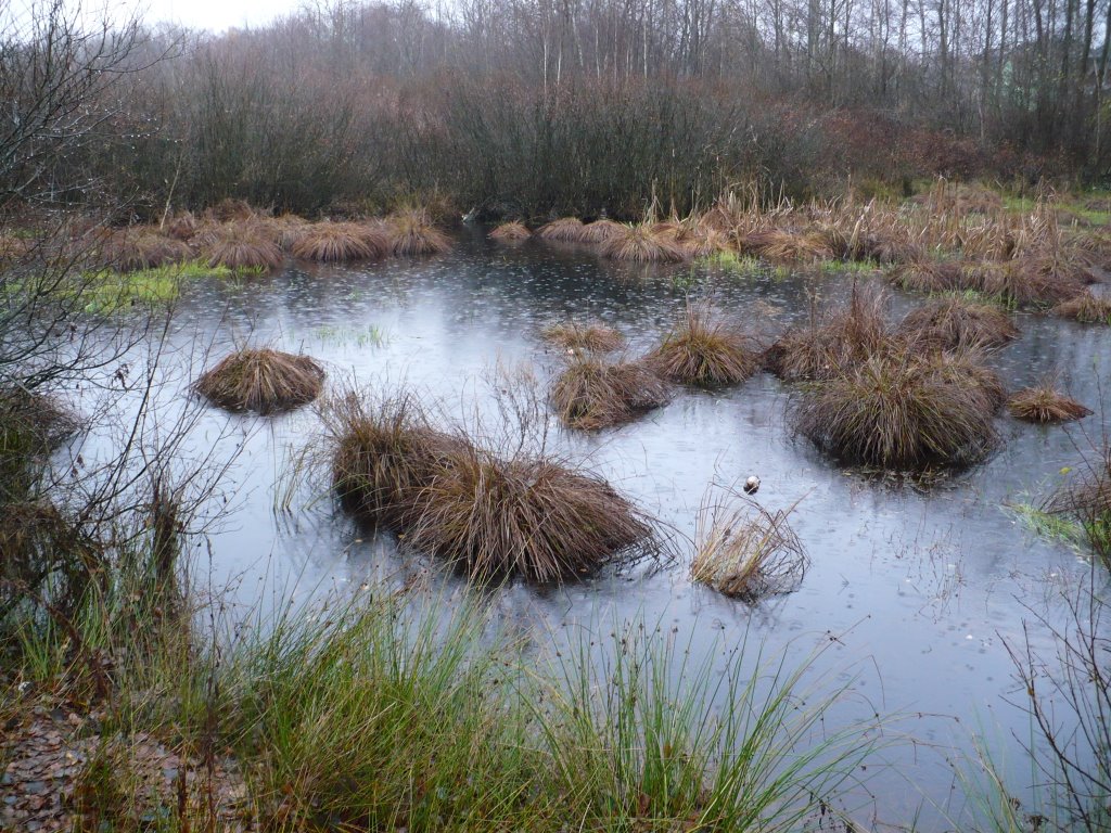Białe Błota, Wołomin