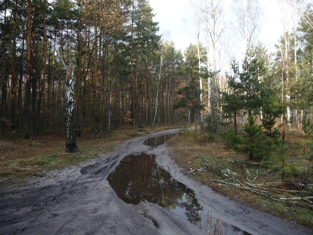 Skrzyżowanie leśnych dróg - północ/north