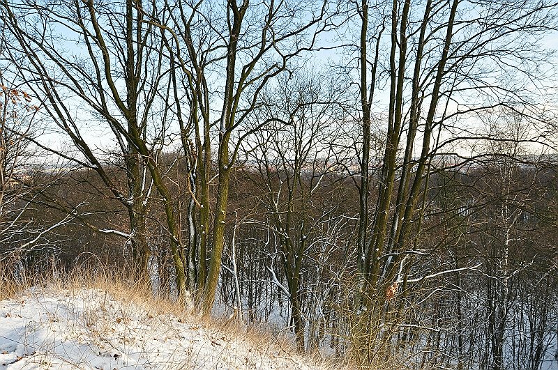 Łyska widok na Gostynin /zk