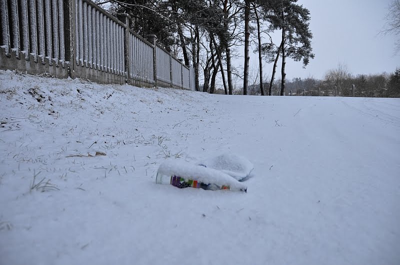 Czarna porzeczka /zk
