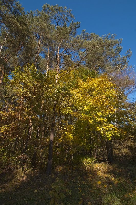 Natura Gostynin /zk