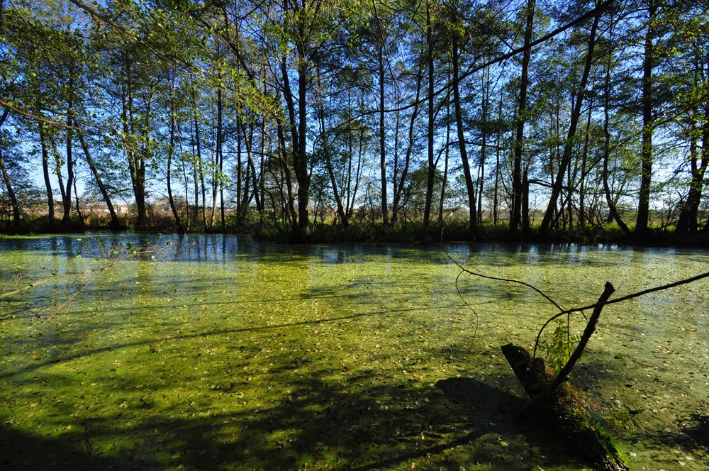 Natura Gostynin /zk
