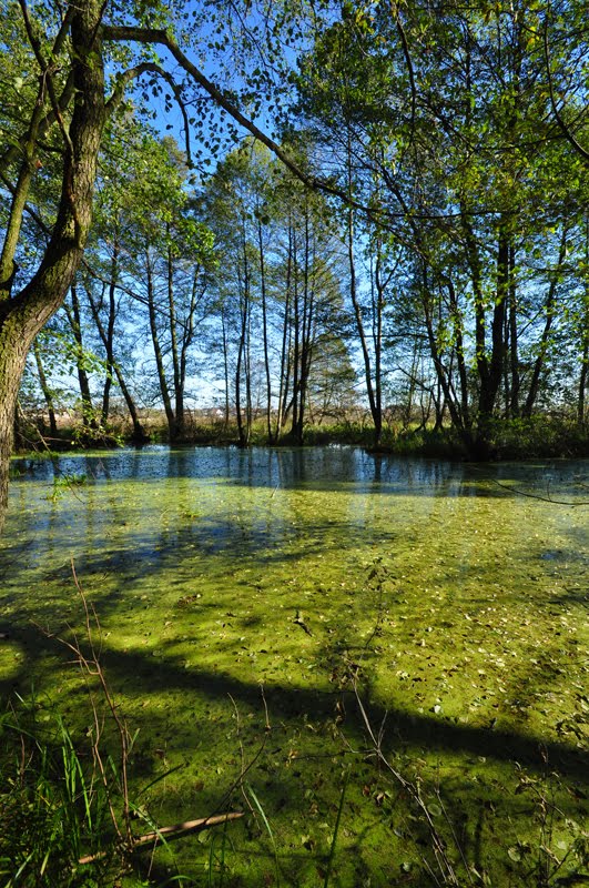 Natura pionowo Gostynin /zk