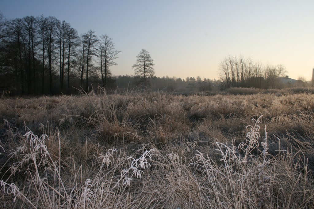 Wola