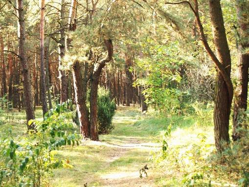 Kozienice forest at summer