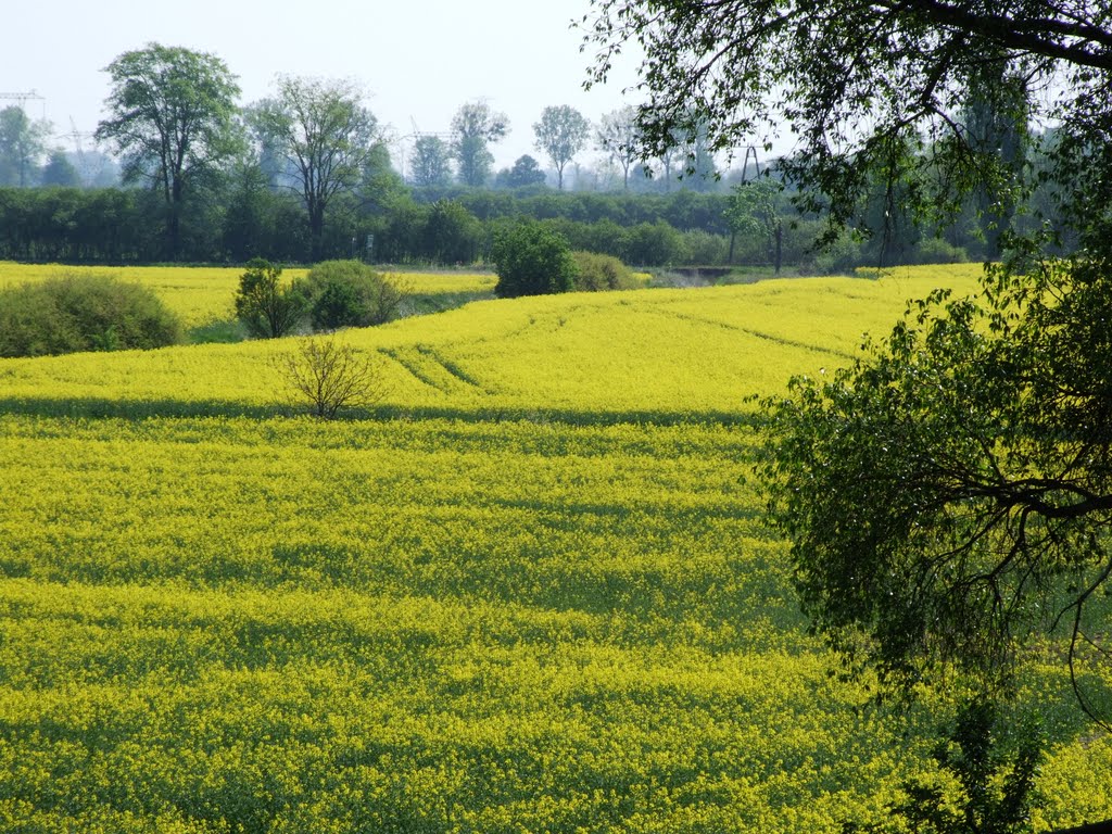 Dookoło żółto (Kozienice)