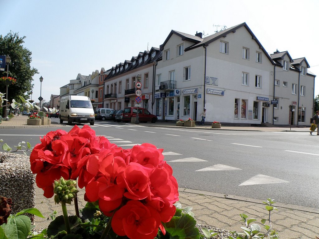 Pelargonie