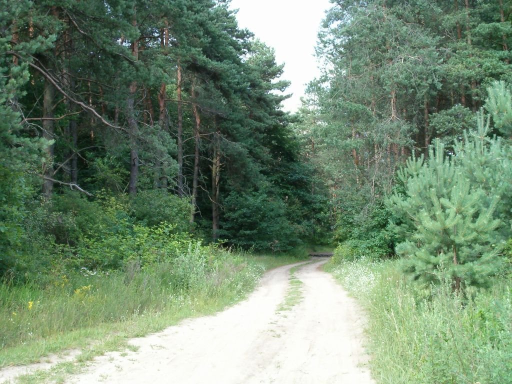 Tej drogi już nie ma.. (ul. leśniczówka - teraz Al. Marszałkowska)