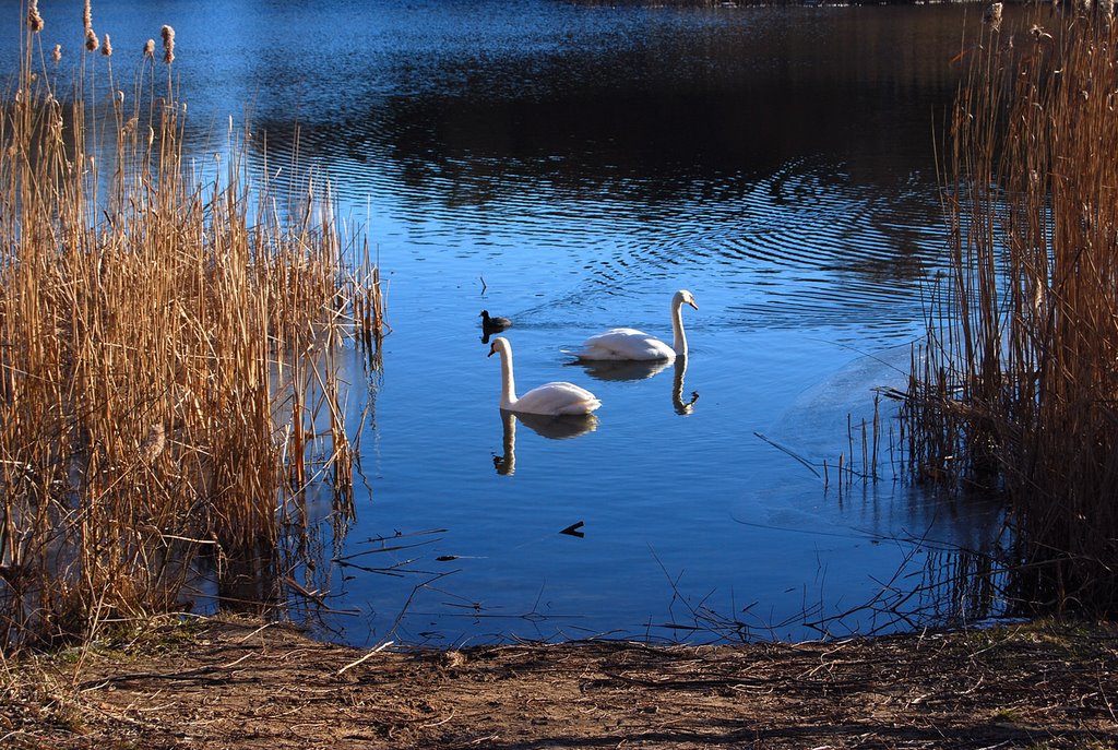A pond
