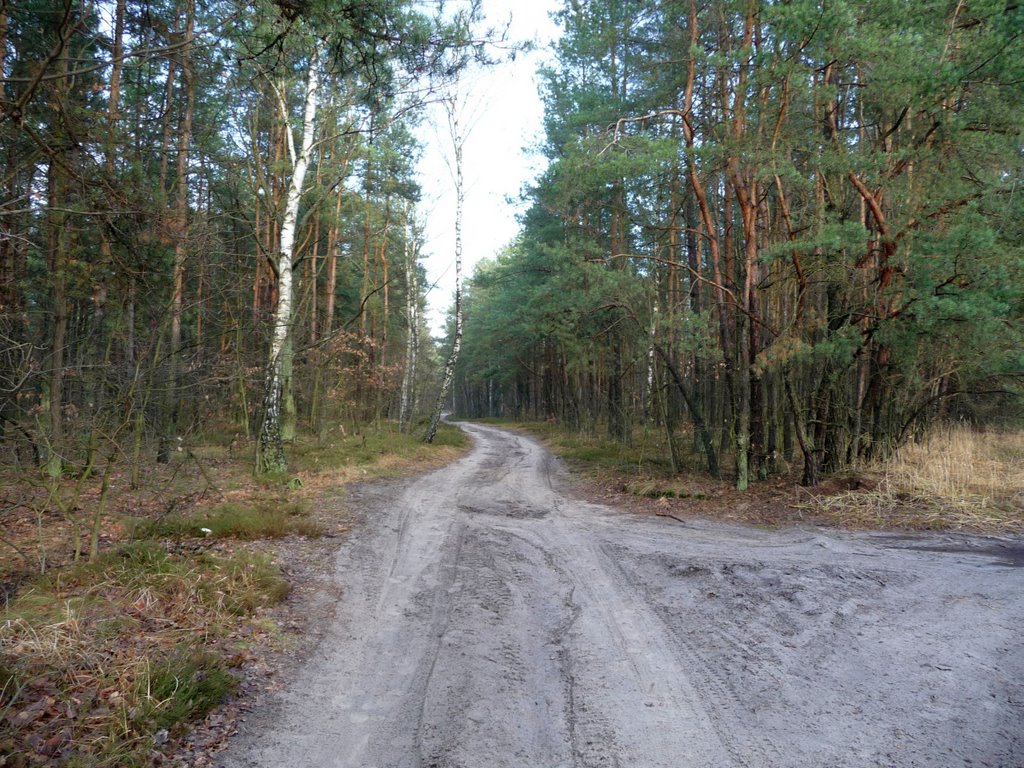 Skrzyżowanie leśnych dróg - północny wschód/north east